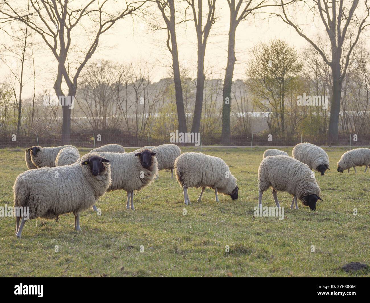 Eine Schafherde weidet auf einer Wiese bei Sonnenuntergang, weseke, münsterland, deutschland Stockfoto