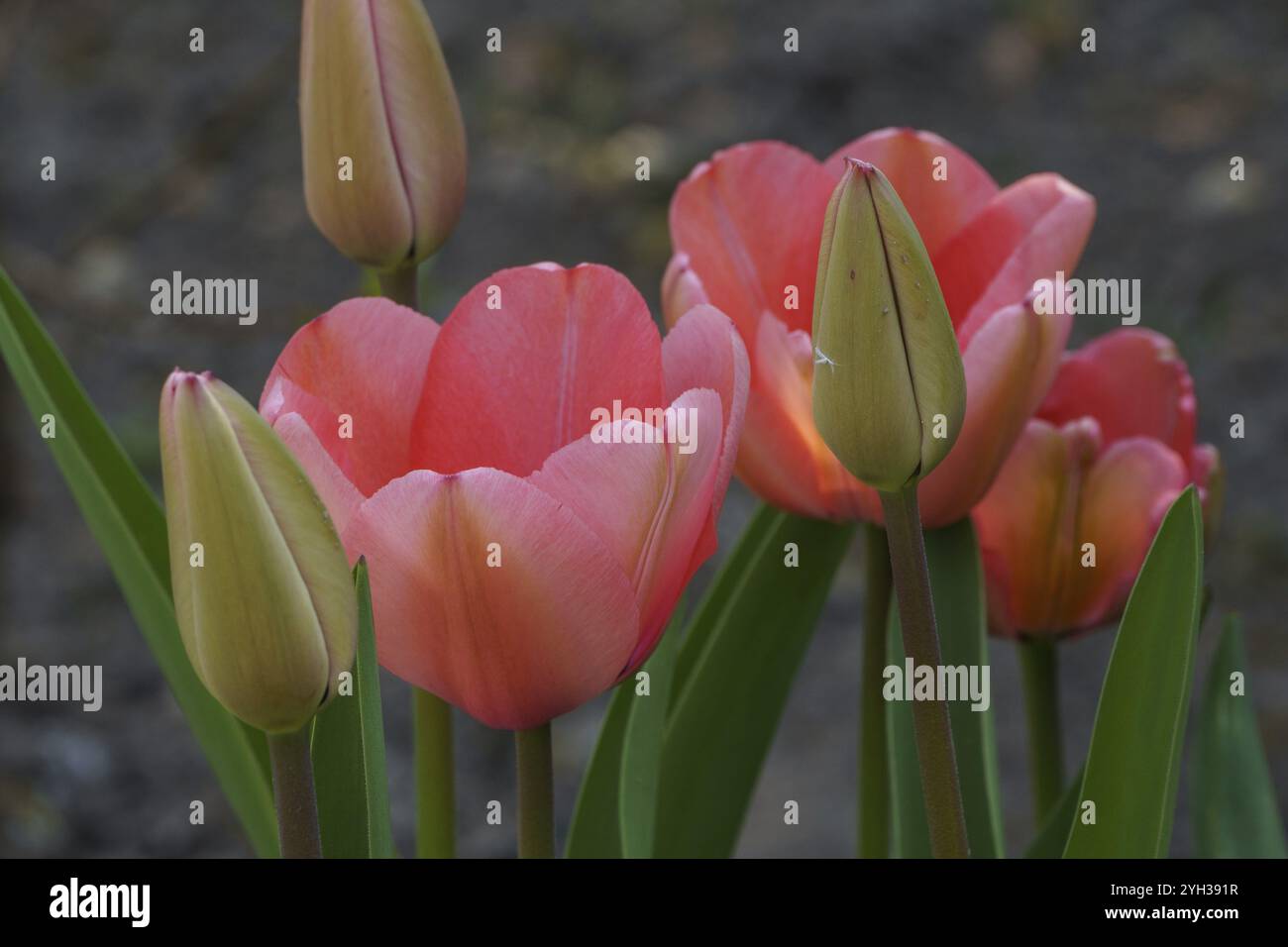 Gruppe rosa Tulpen in voller Blüte in einer natürlichen Umgebung, weseke, münsterland, deutschland Stockfoto