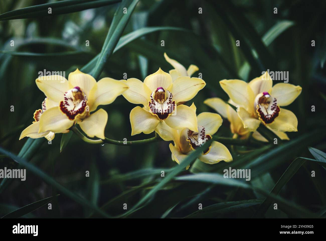 Gelb-orange Boot Orchidee Blumen (Cymbidium devonianum) im Orchideengarten Stockfoto