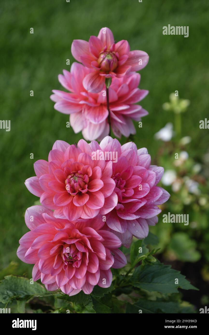 Drei pinkfarbene Dahlien in voller Blüte vor üppigem Grün, Bad zwischenahn, niedersachsen, deutschland Stockfoto