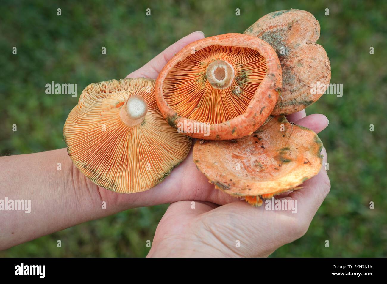 Hände mit edlem Reizmittel Stockfoto