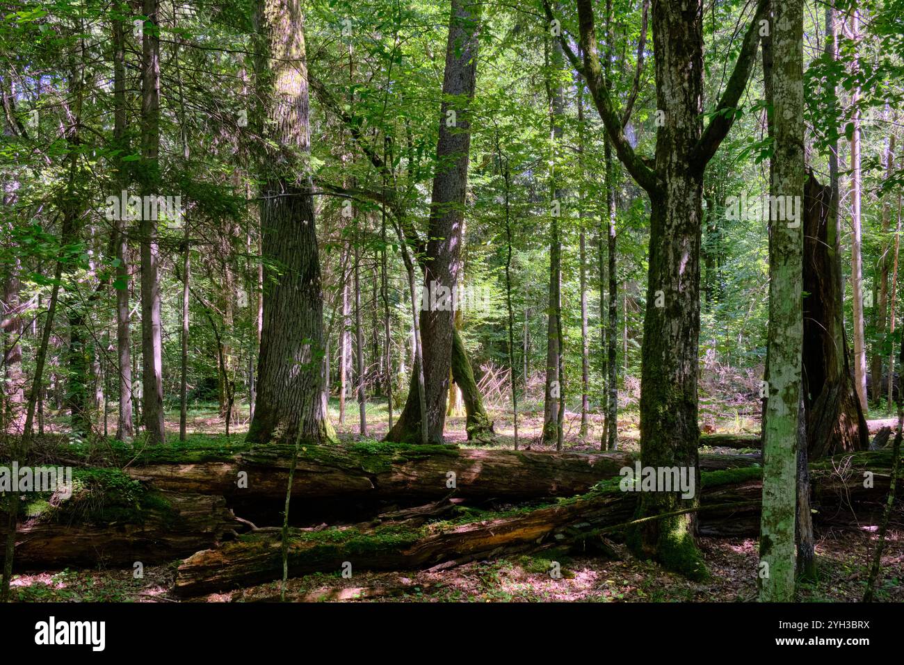 Sommerlicher Laub-Urstand mit gebrochenen alten Bäumen, die im Hintergrund verrotten, Bialowieza-Wald, Polen, Europa Stockfoto