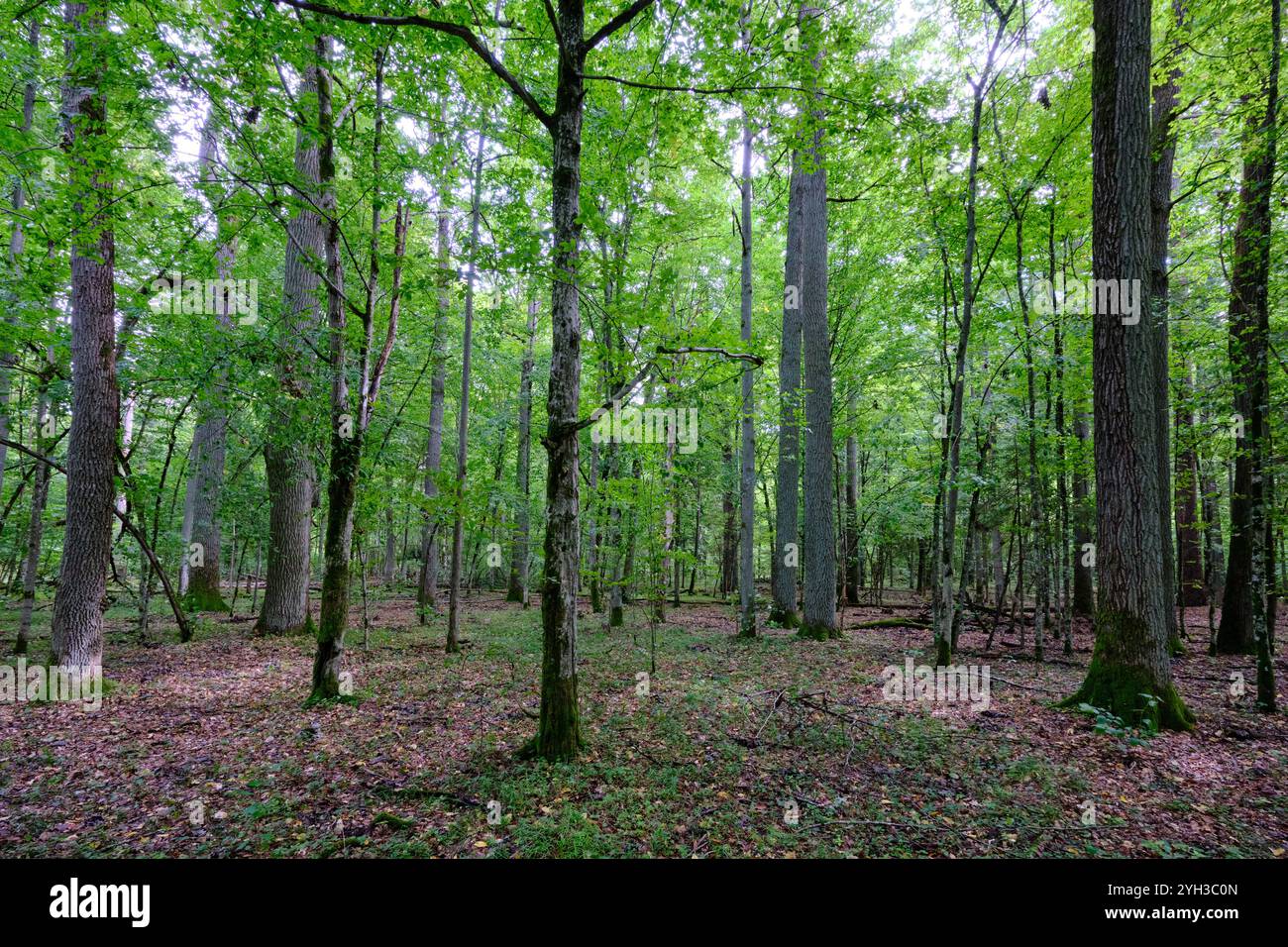 Sommerlicher Laubbaumstand mit totem Holz im Boden, Bialowieza Wald, Polen, Europa Stockfoto