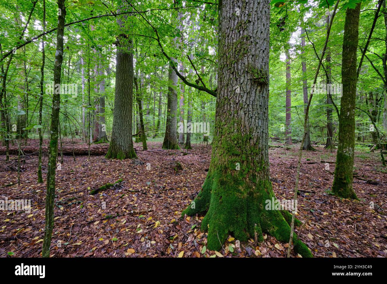 Sommerlicher Laubbaumstand mit abgebrochenen toten Bäumen, die verrotten, Bialowieza-Wald, Polen, Europa Stockfoto