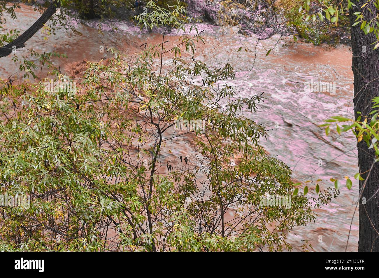 Klares Wasser fließt sanft durch einen Wald, mit üppig grünen Blättern und Herbstfarben, die eine ruhige Szene schaffen. Stockfoto