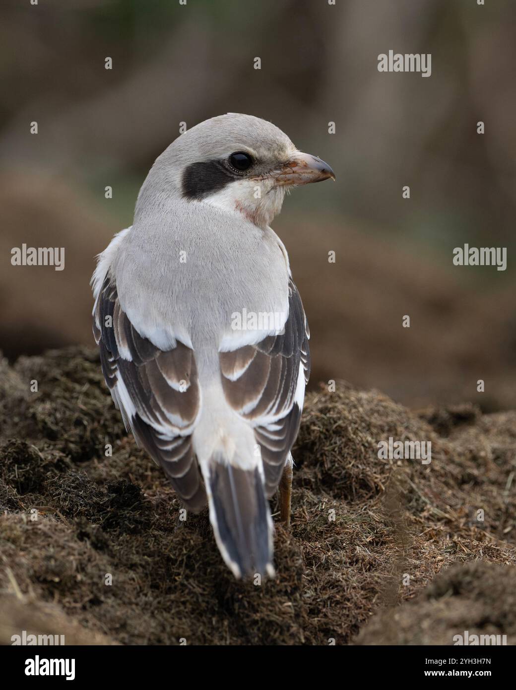 Nahaufnahme eines Steppe Grey Shrike (Lanius excubitor pallidirostris) in der Sonne Dunbar Schottland Stockfoto