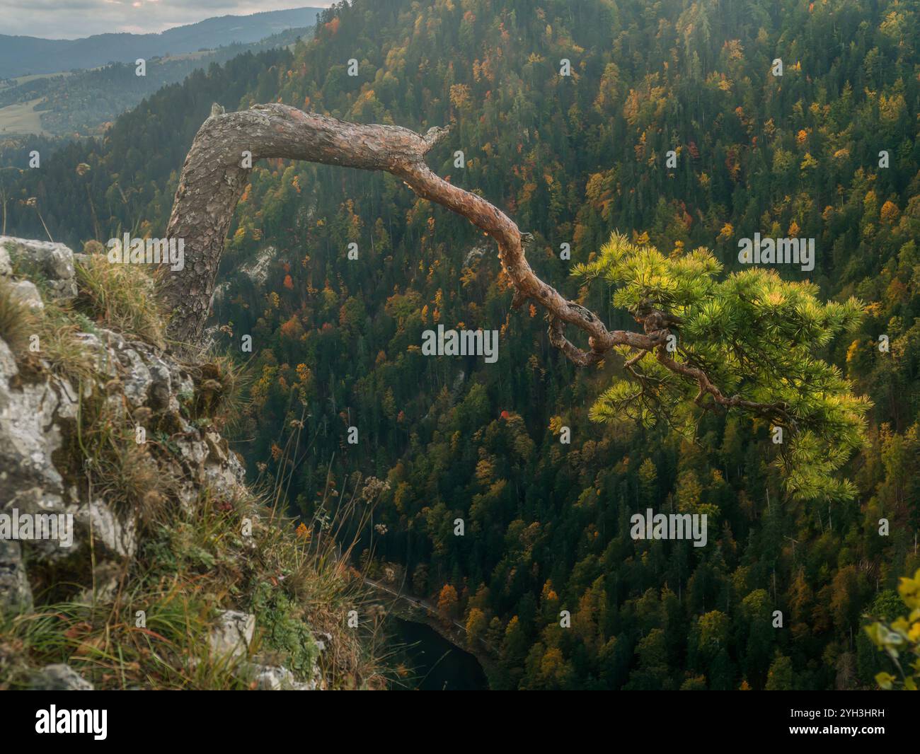 Die berühmte Kiefer, die auf dem Berg Sokolica wächst, ragt über eine riesige Bergkette mit üppigen Wäldern und lebhaften Herbstfarben hervor, die einen Sinn vermitteln Stockfoto