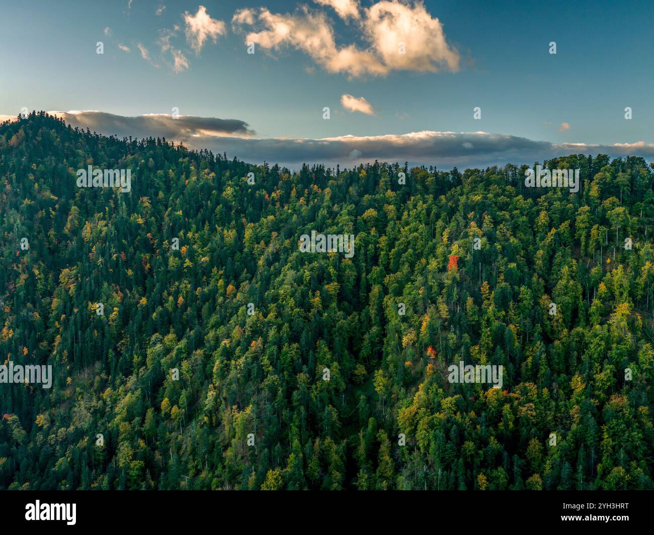 Hochwinkelblick auf einen dichten grünen Wald mit lebhaftem Laub, umgeben von einem klaren blauen Himmel und verstreuten Wolken. Fängt die Ruhe und Schönheit ein Stockfoto