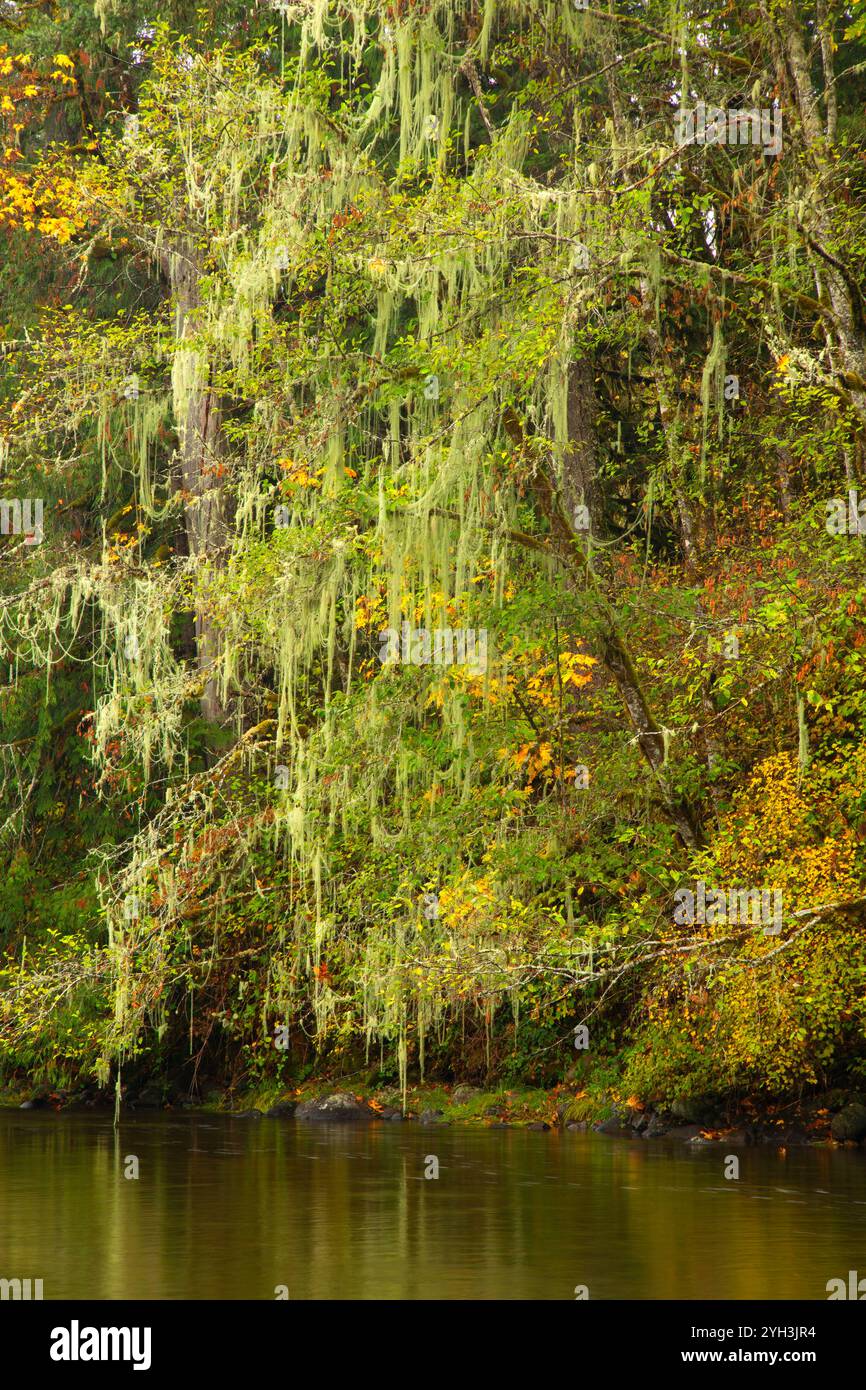 Wald entlang des Molalla River, Molalla River Corridor Recreation Area, Salem District Bureau of Land Management, Oregon Stockfoto