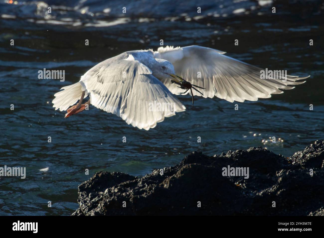 Gull Eating Crab, Yaquina Head Outstanding Natural Area, Newport, Oregon Stockfoto