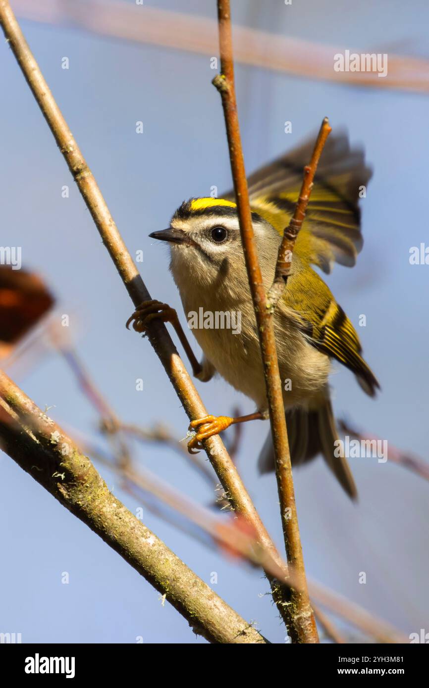 Königskrone (Regulus satrapa), Lyons City Park, Lyons, Oregon Stockfoto