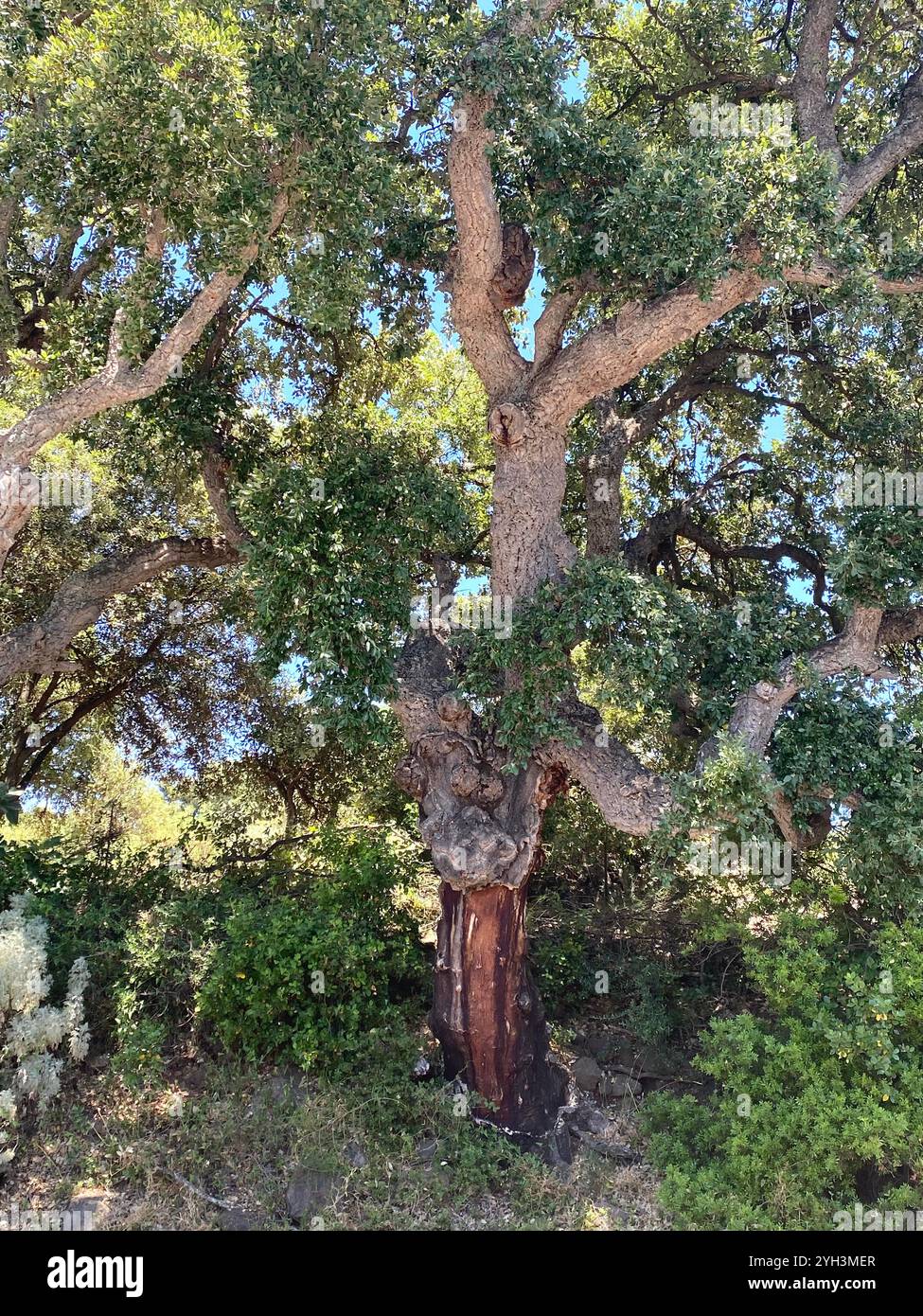 Majestätischer Korkeichen-Baum im sonnigen Wald von Sardinien - Smartphone-aufgenommenes Stockfoto