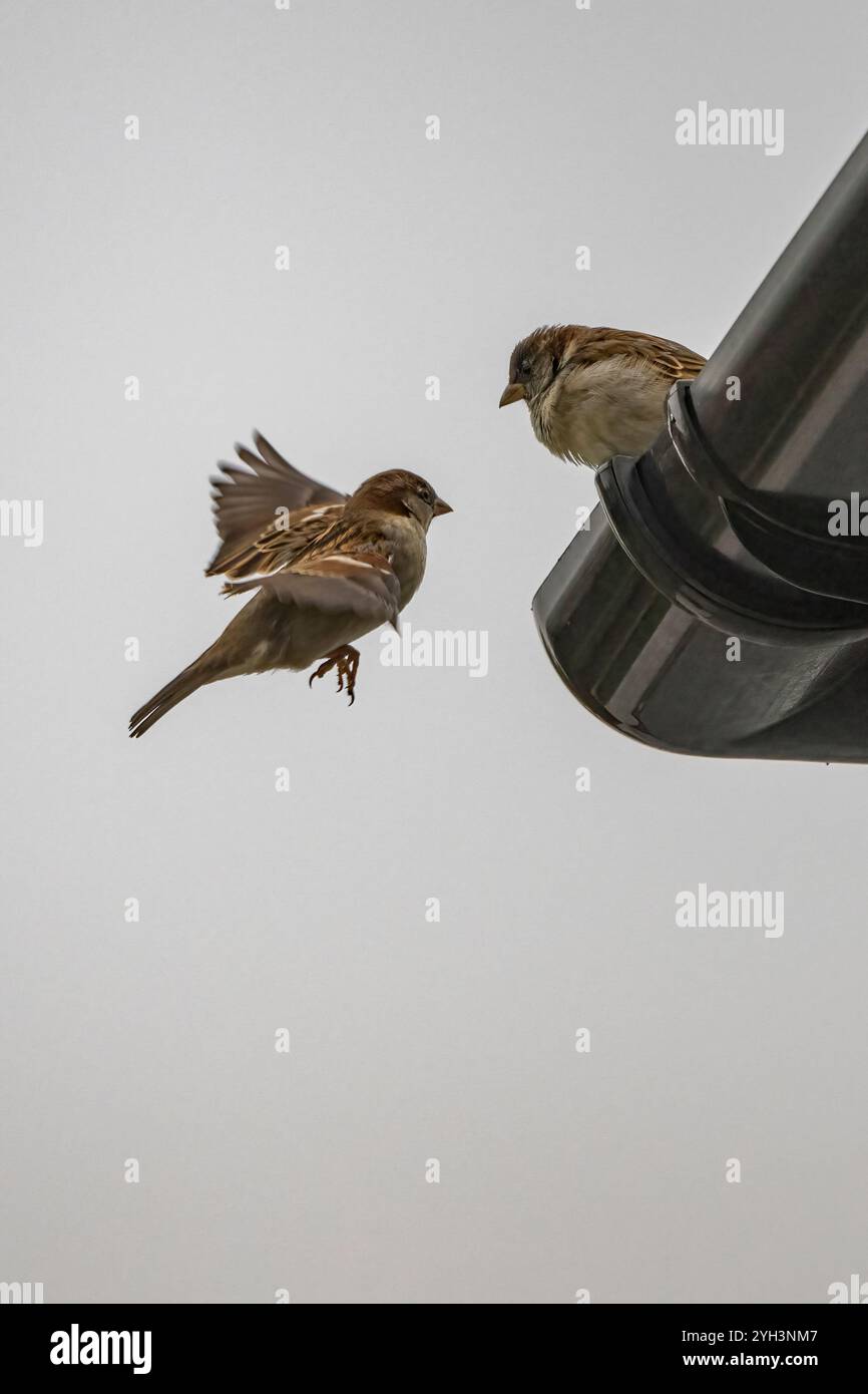 Ein Paar Haussperlinge, die um die Dachrinne hängen Stockfoto