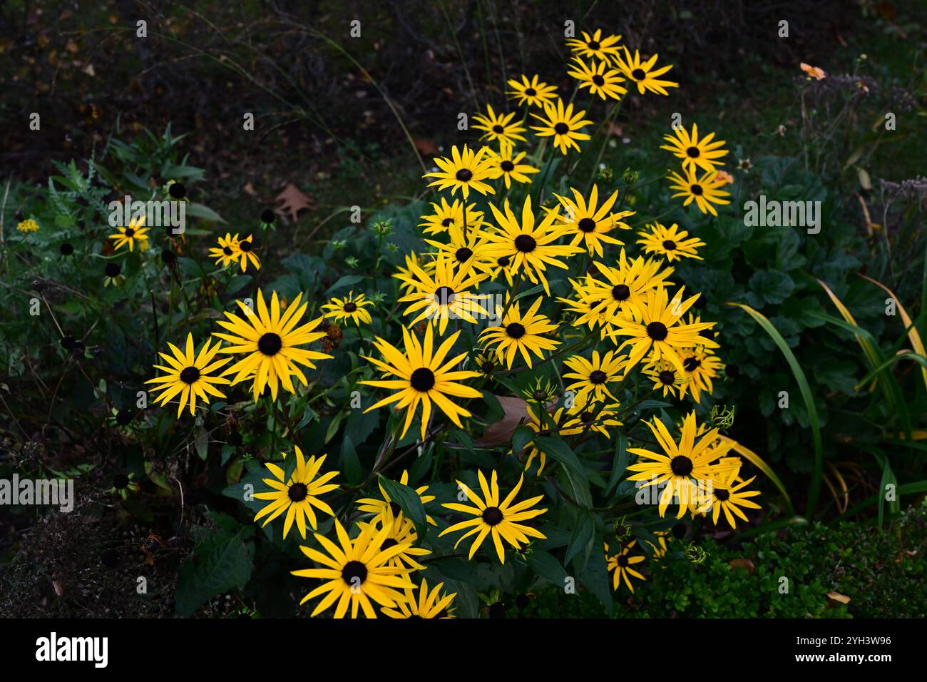 Båstad, Skåne, Schweden. November 2024. Norrviken Gardens. Stockfoto