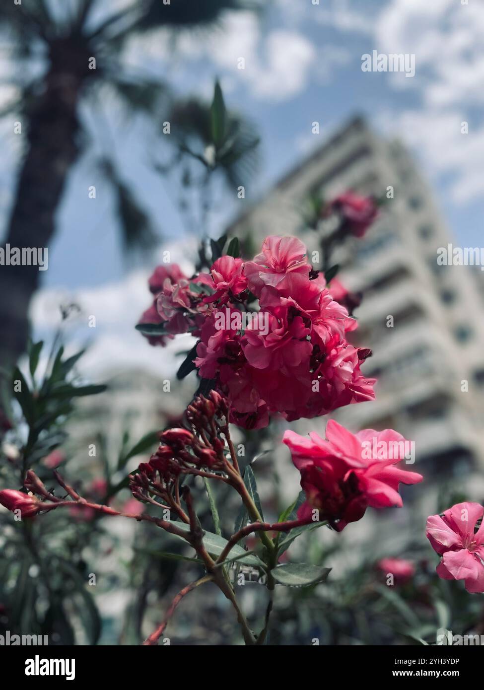 Blume - Smartphone-aufgenommenes Stockfoto