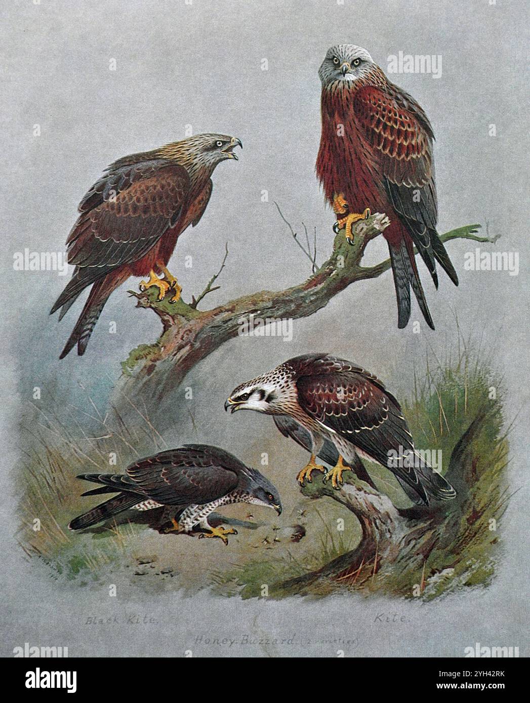 Schwarzer Kite (Milvus migrans), roter Kite (Milvus milvus) und Honig-Bussard (Pernis apivorus) unten, Vintage-Aquarellillustration von 1915. Original des schottischen Künstlers Archibald Thorburn. Stockfoto