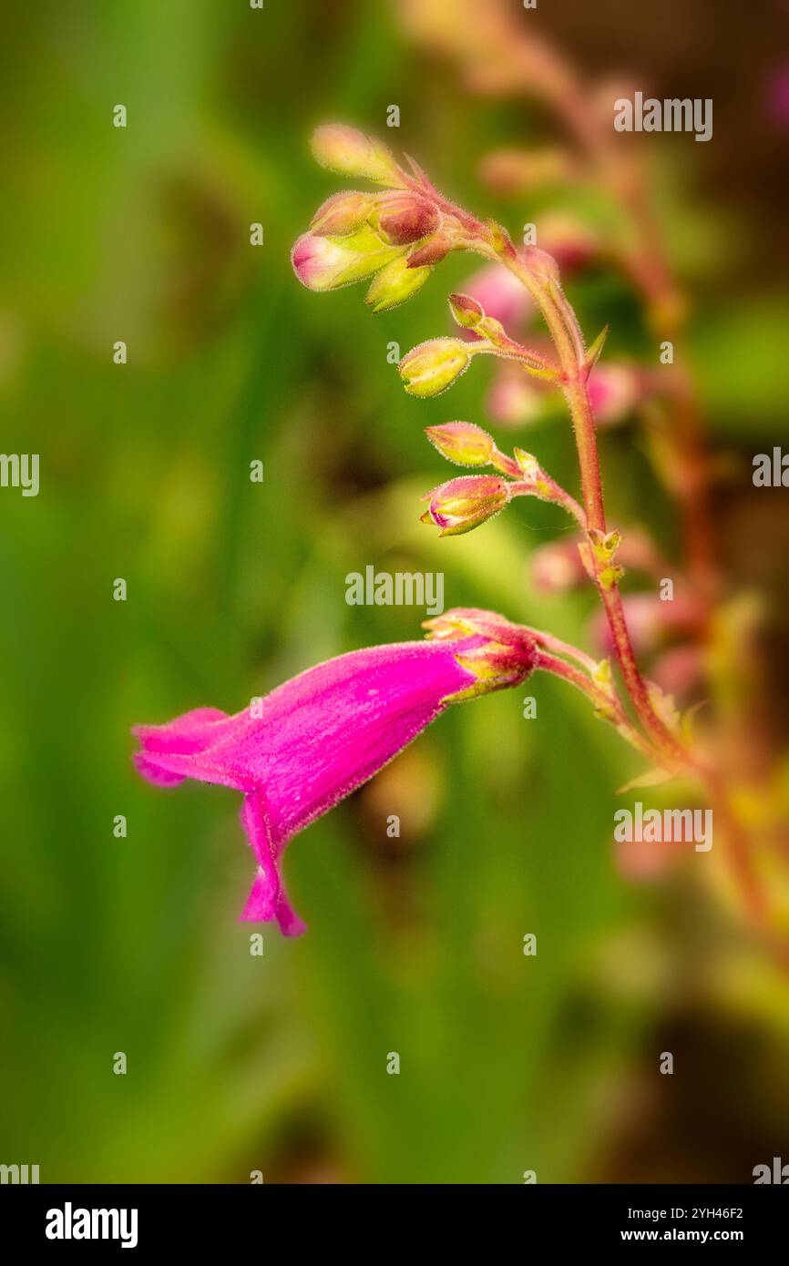 Natürliches Nahaufnahme blühendes Pflanzenporträt der Penstemon-Blüten. Aufmerksamkeit erregend, schön, blühend, rot, kühl, großzügig, atemberaubend, hell Stockfoto