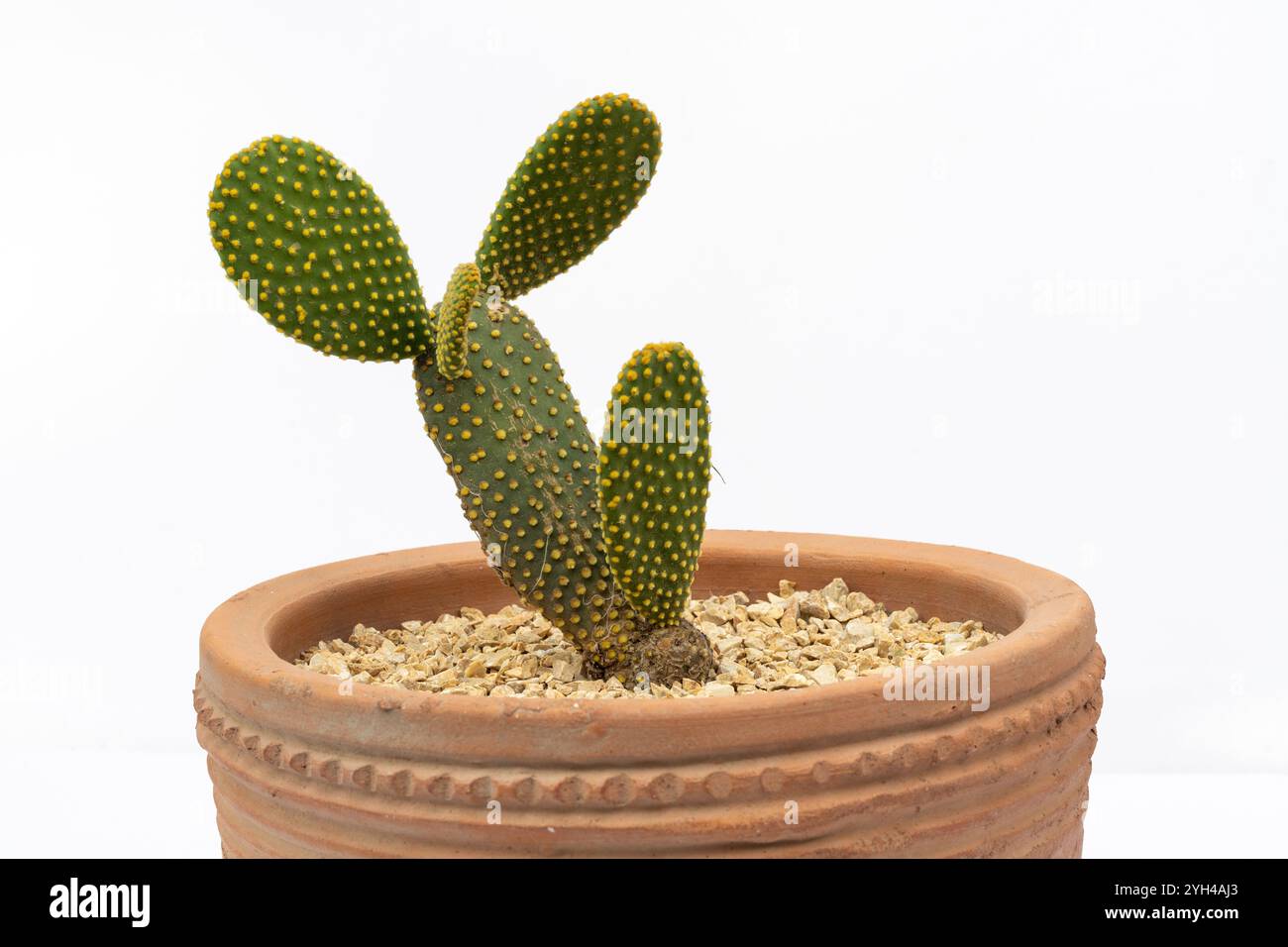 mammillaria decipiens ssp. camptotricha Mammillaria decipiens subsp. camptotricha  DesertSTORE.es