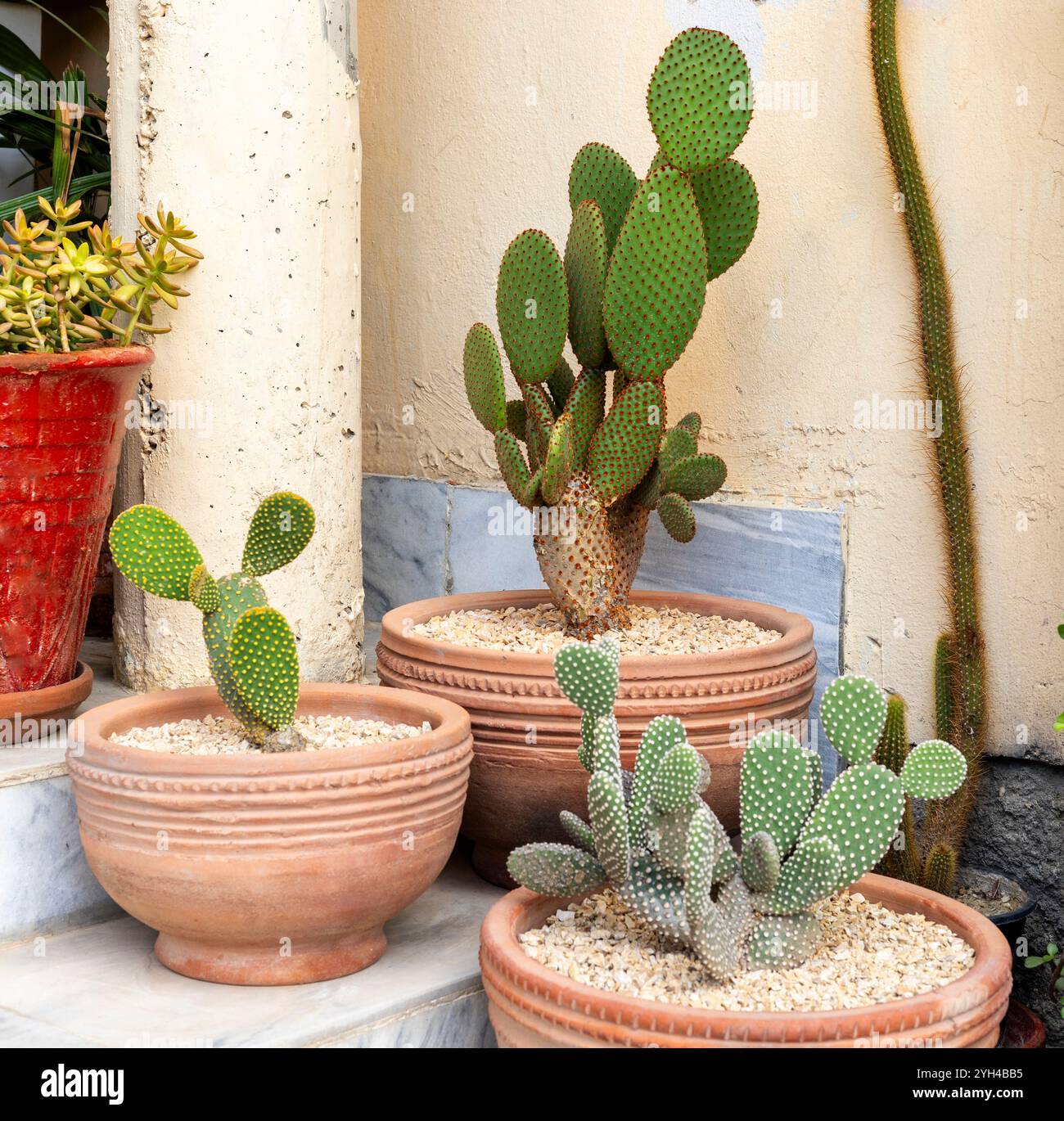 Drei verschiedene Farben von Opuntia Microdasys Hasenohren Kakteen Rot, weiß und Gelb Kakteen in Tontöpfen auf der Außenterrasse Stockfoto