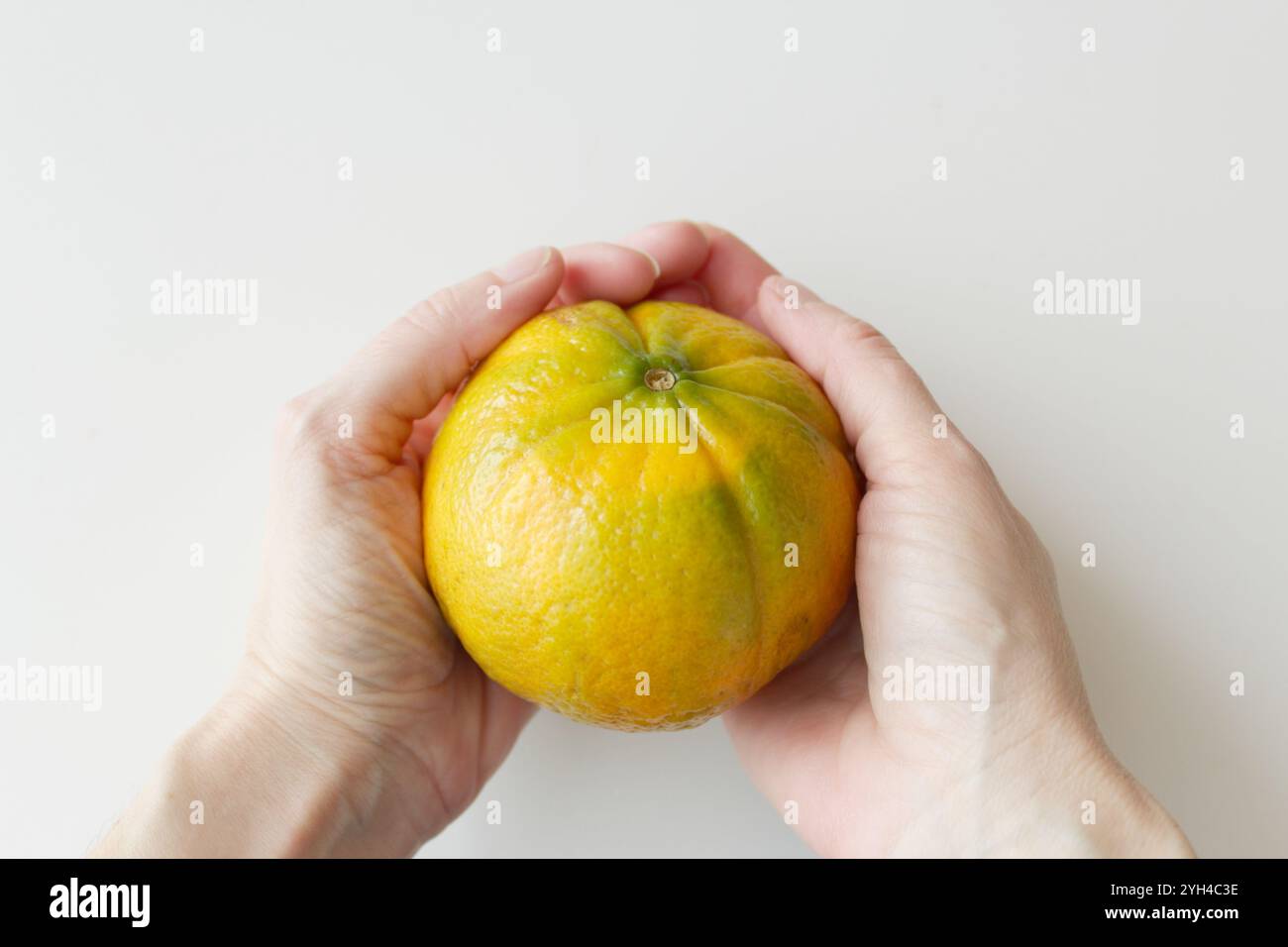 Saftige brasilianische Hybrid-Mandarine, gehalten von kaukasischen Händen. Tropische Zitrusfrüchte. Vitaminreicher Bio-Mahlzeitbestandteil. Konzept der Lebensmittelsicherheit. Stockfoto