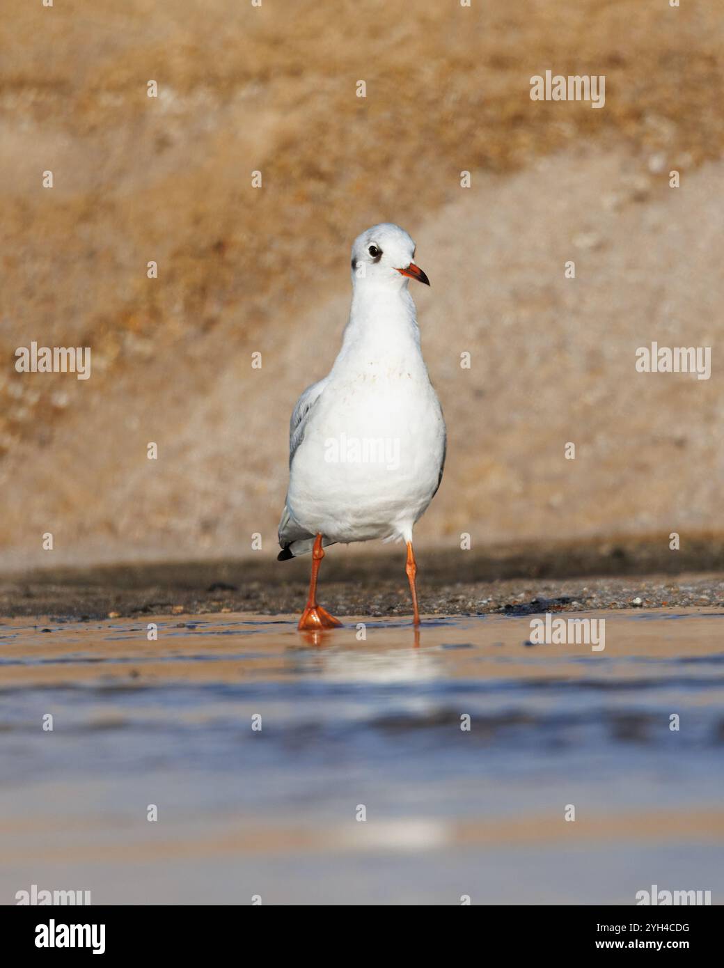 Gemeiner Guincho (Chroicocephalus ridibundus), Ein Guincho, der sich an der Mündung eines Baches am Strand ernährt. Stockfoto