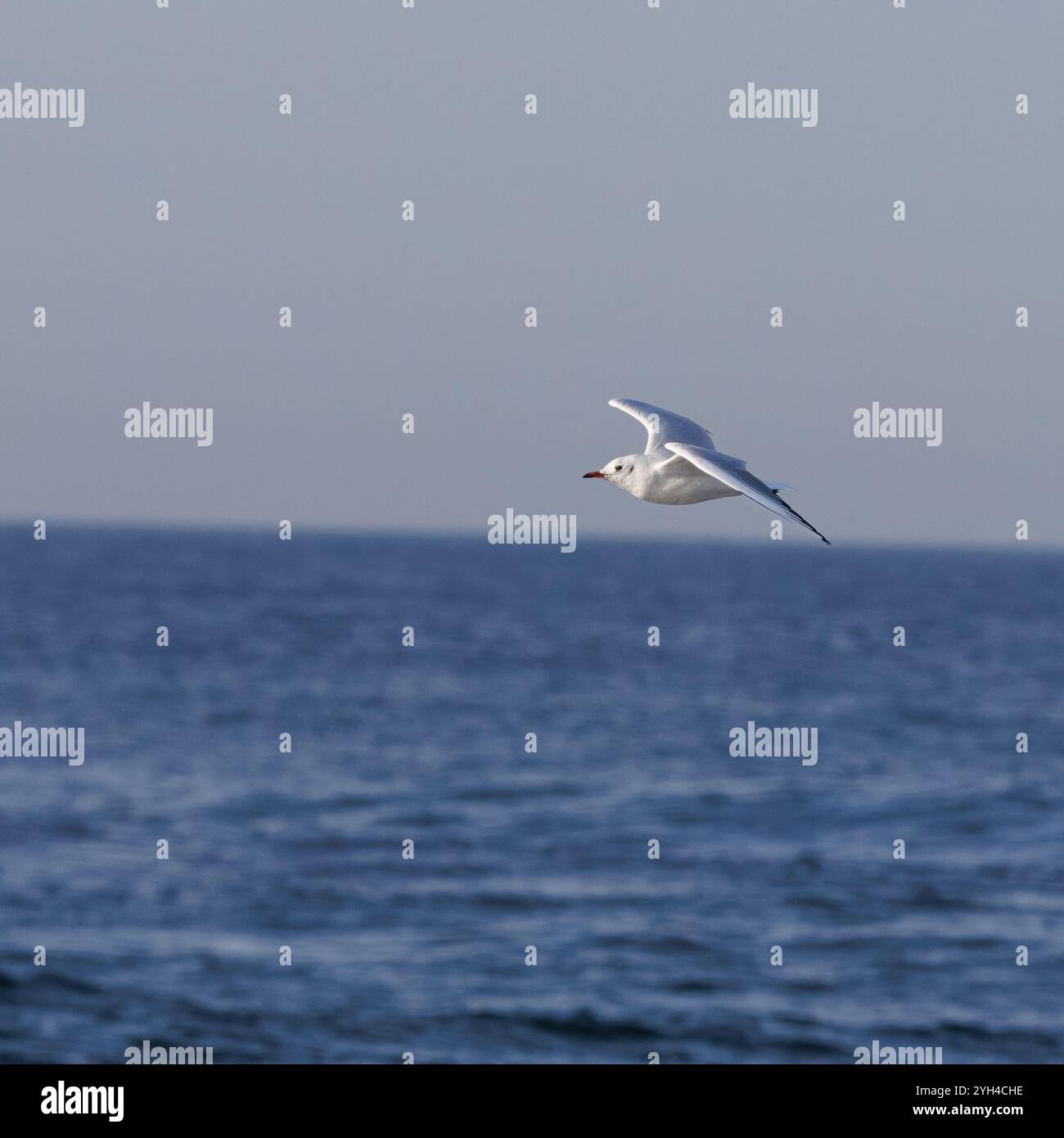 Schwarzkopfmöwe (Chroicocephalus ridibundus), Eine Möwe, die über dem blauen Meer fliegt Stockfoto