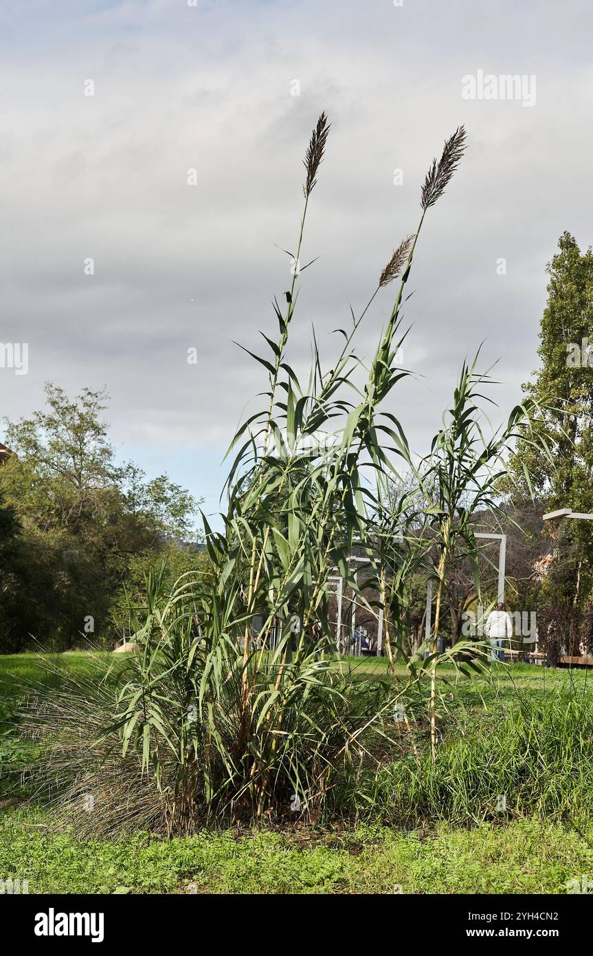 Eine hohe, grasbewachsene Pflanze mit langen, schlanken Blättern und federnden Federn, die auf einem grasbewachsenen Gebiet mit anderen Bäumen und Vegetation liegt. Der bewölkte Himmel und der ferne p Stockfoto