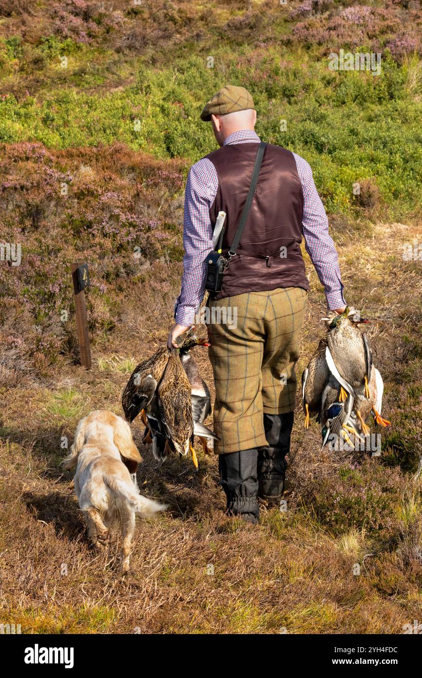 Ein Wildhüter trägt mit seinem Hund eine Reihe von Schuss-Enten auf einem Anwesen in Highland Schottland. Stockfoto