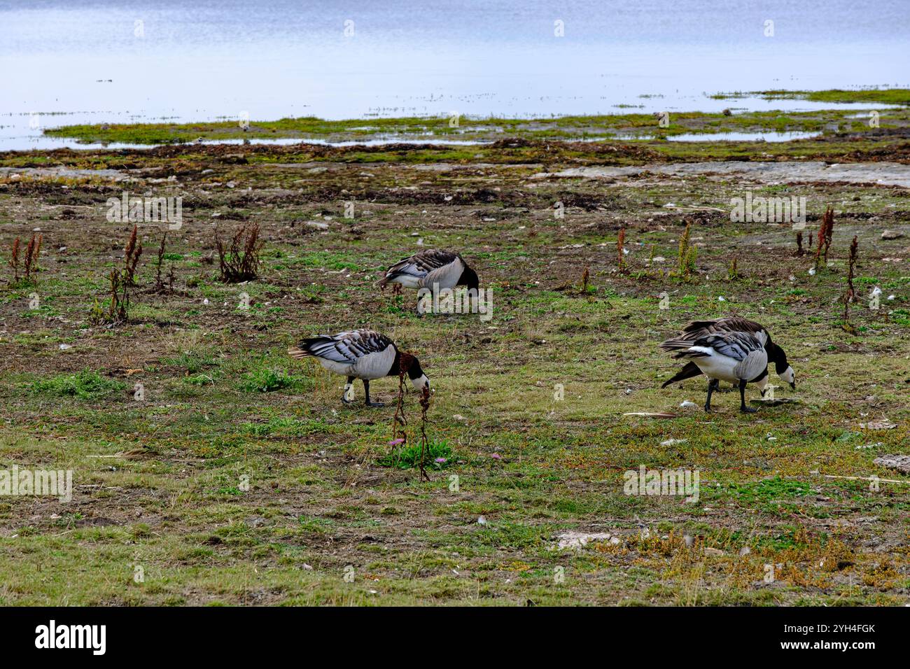 Barnacle Gänse auf einer Seewiese am Ufer der Ostsee an der Südspitze von Öland (Södra Udde) im Ottenby Nature Reserve, Öland, Schweden. Stockfoto