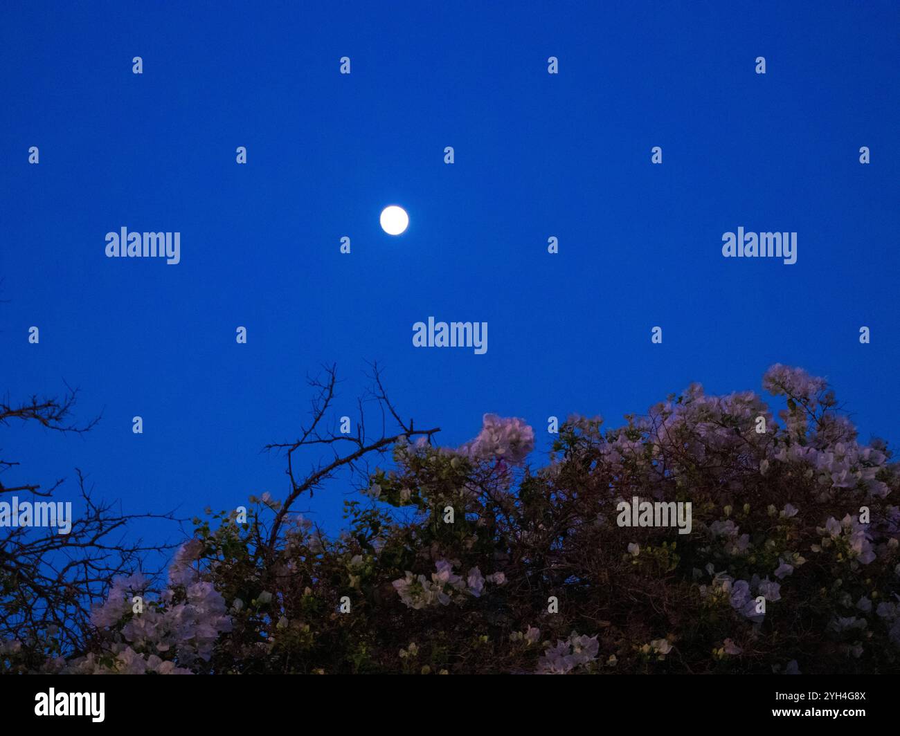 Full Moon rising Stockfoto