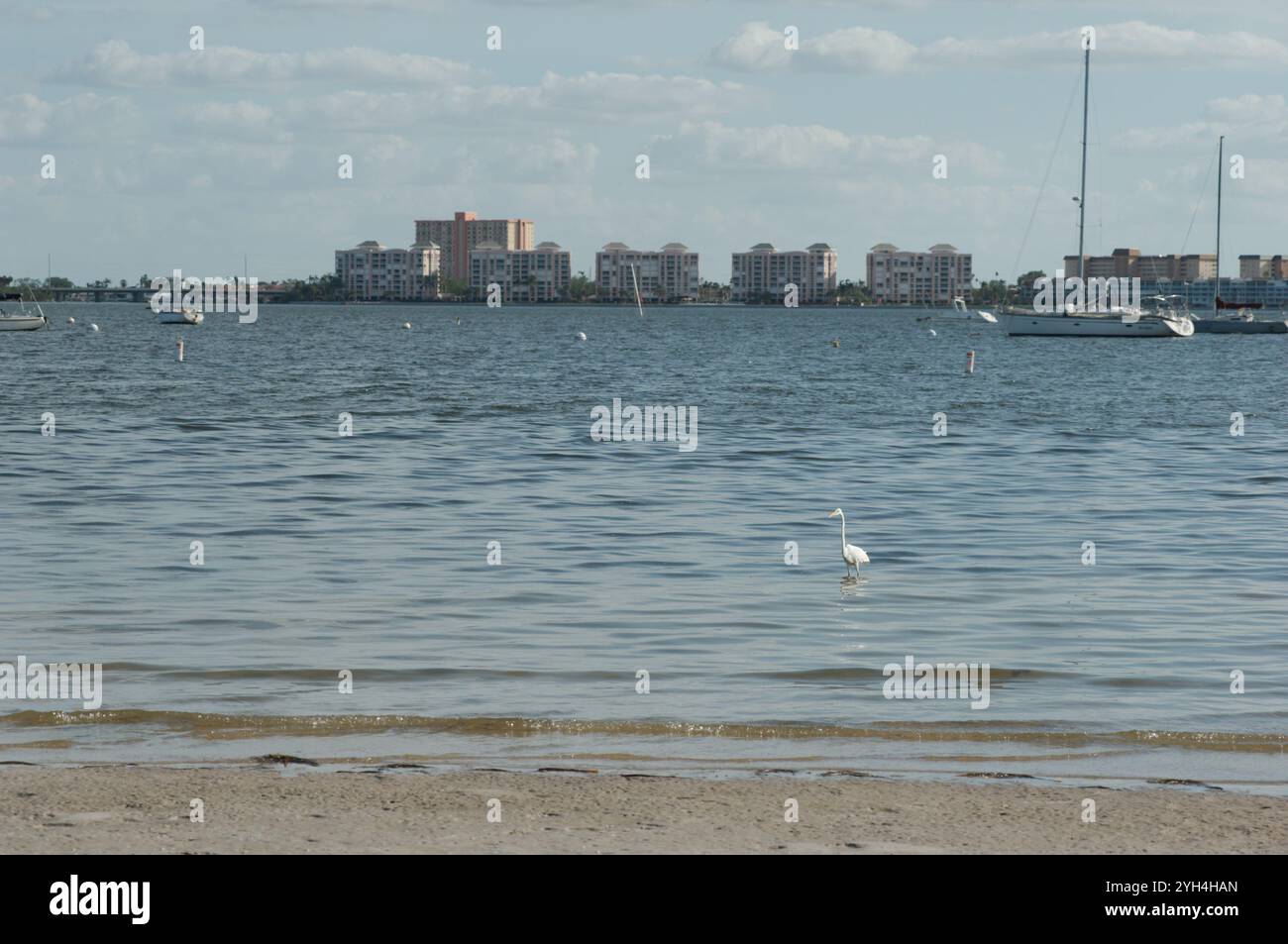 Niedriger, breiter Blick über den Strand bis zum weißen Reiher, der mit flachem Wasser auf die Segelboote am Gulfport Florida Beach steht. Gebäude und Yachten weit zurück in Boca Stockfoto