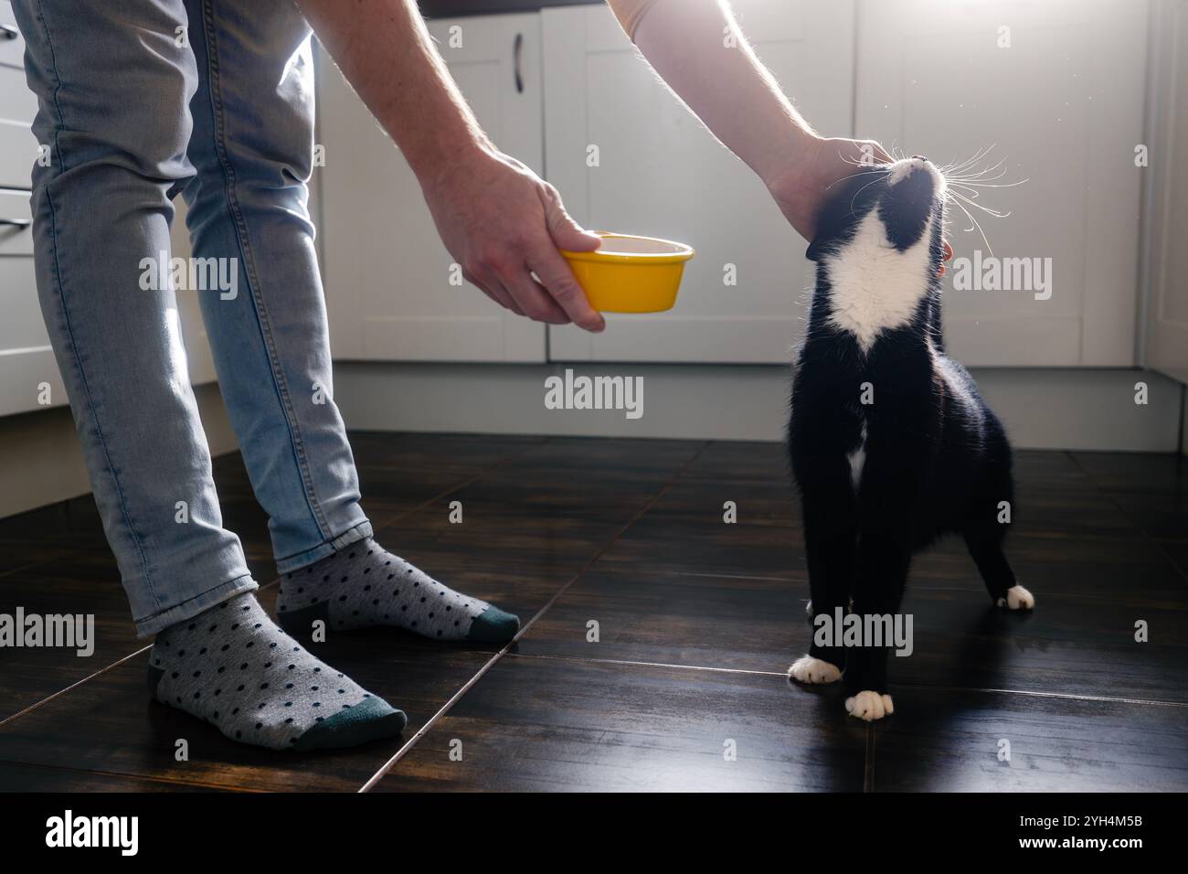 Tierbesitzer füttert und streichelt seine ältere schwarze Katze in der Küche. Hausleben mit Haustier. Stockfoto