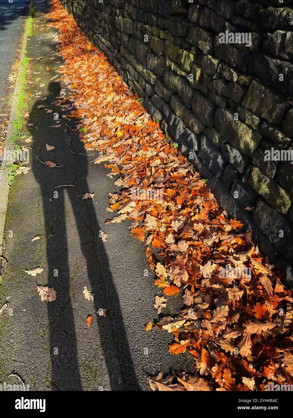 Die Figur wirft Schatten auf dem Weg mit herabfallenden Herbstblättern an einer Steinmauer in Rivington bei Chorley, Lancashire, Großbritannien Stockfoto