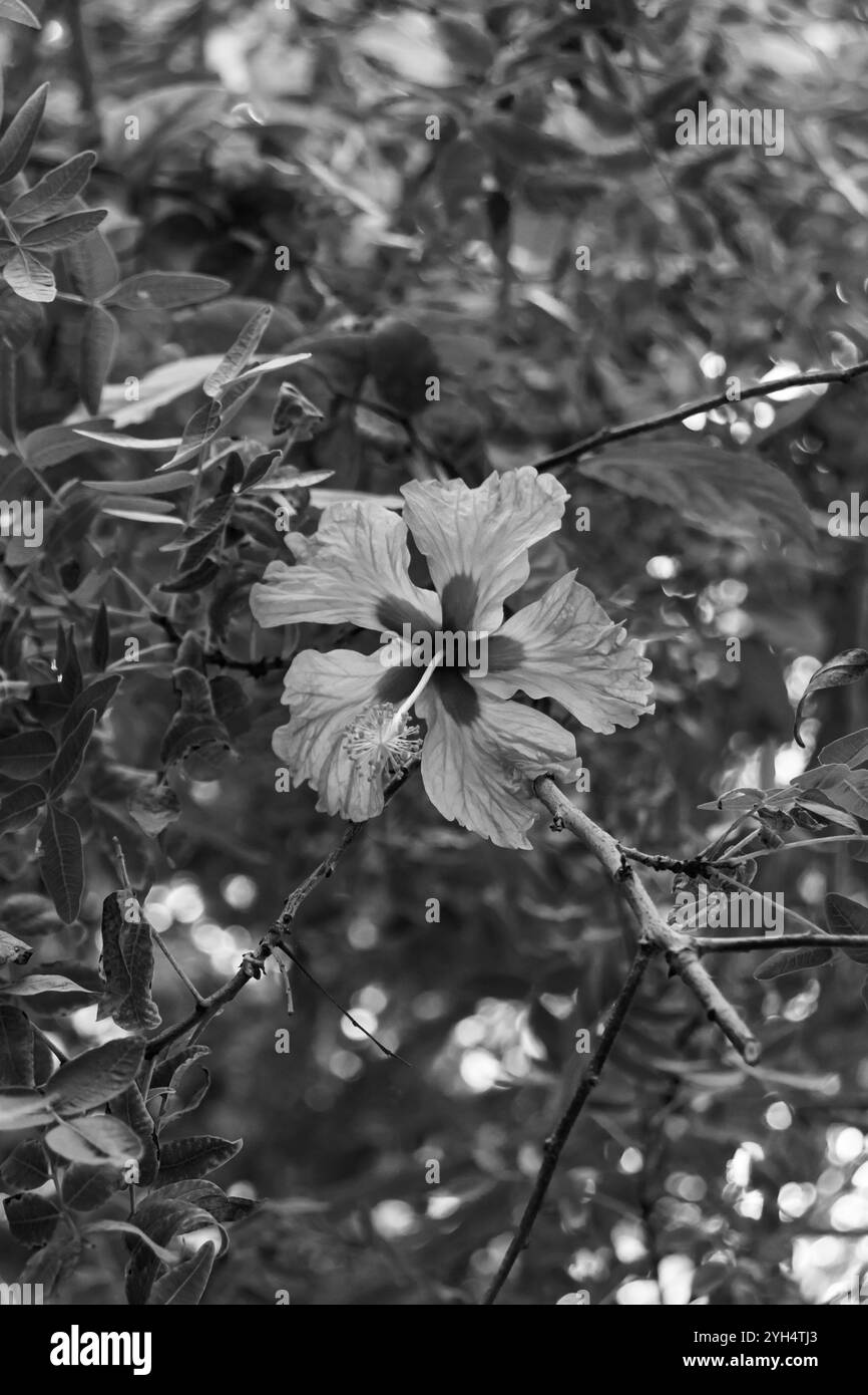 Schwarz-weiße Hibiskusblüte in der Familie der Malven, Malvaceae Stockfoto