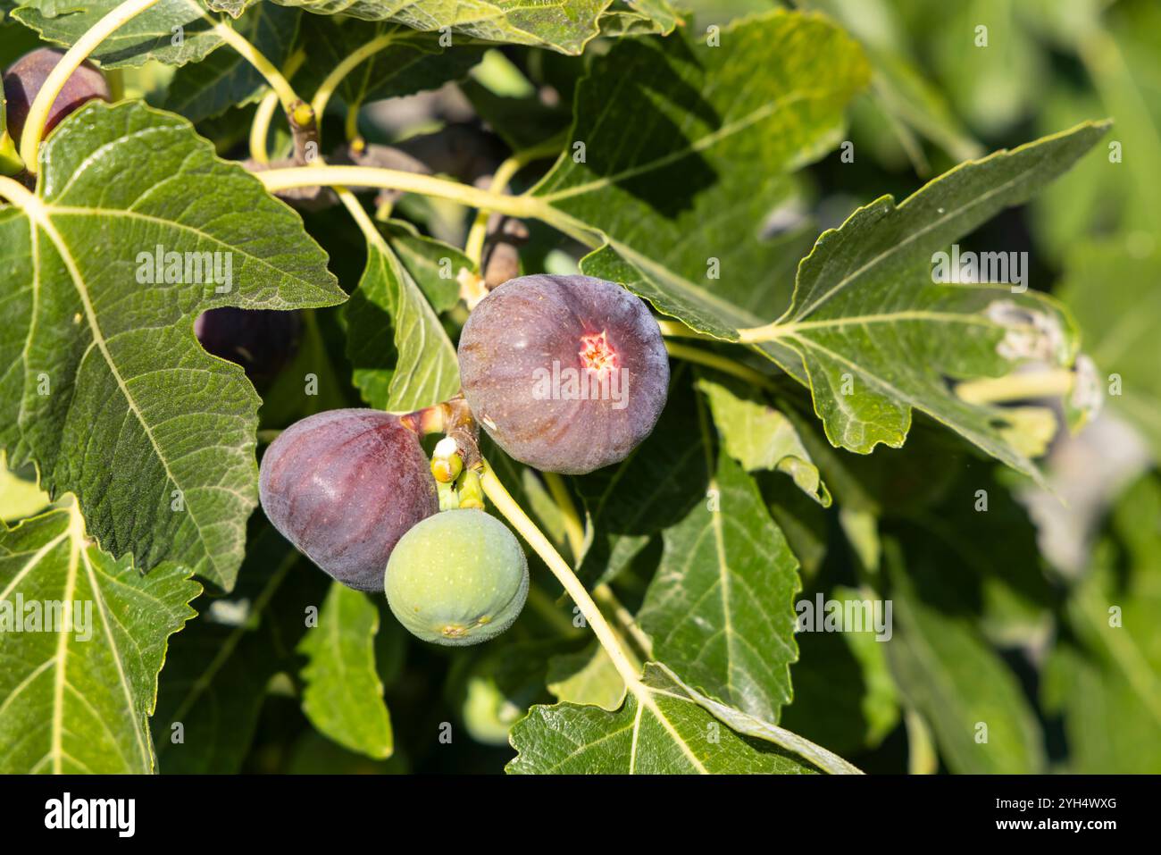 Reife Feigen am Baum Stockfoto