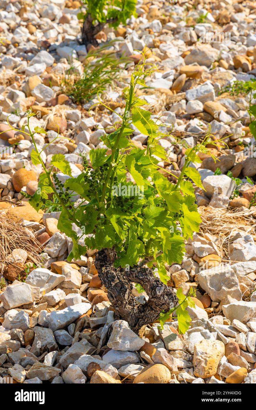 Typischer Weinberg mit Steinen in der Nähe von Chateauneuf-du-Pape, Cotes du Rhone, Frankreich Stockfoto