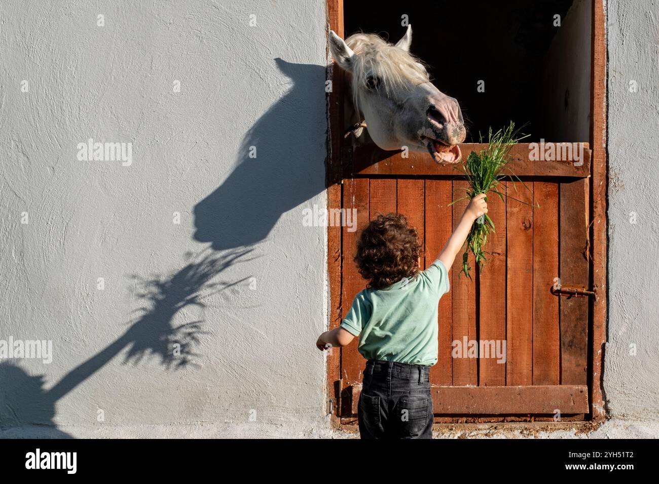 Ein kleiner Junge füttert ein Pferd aus dem Inneren eines Stalls. Das Pferd isst das Gras, das der Junge hält Stockfoto