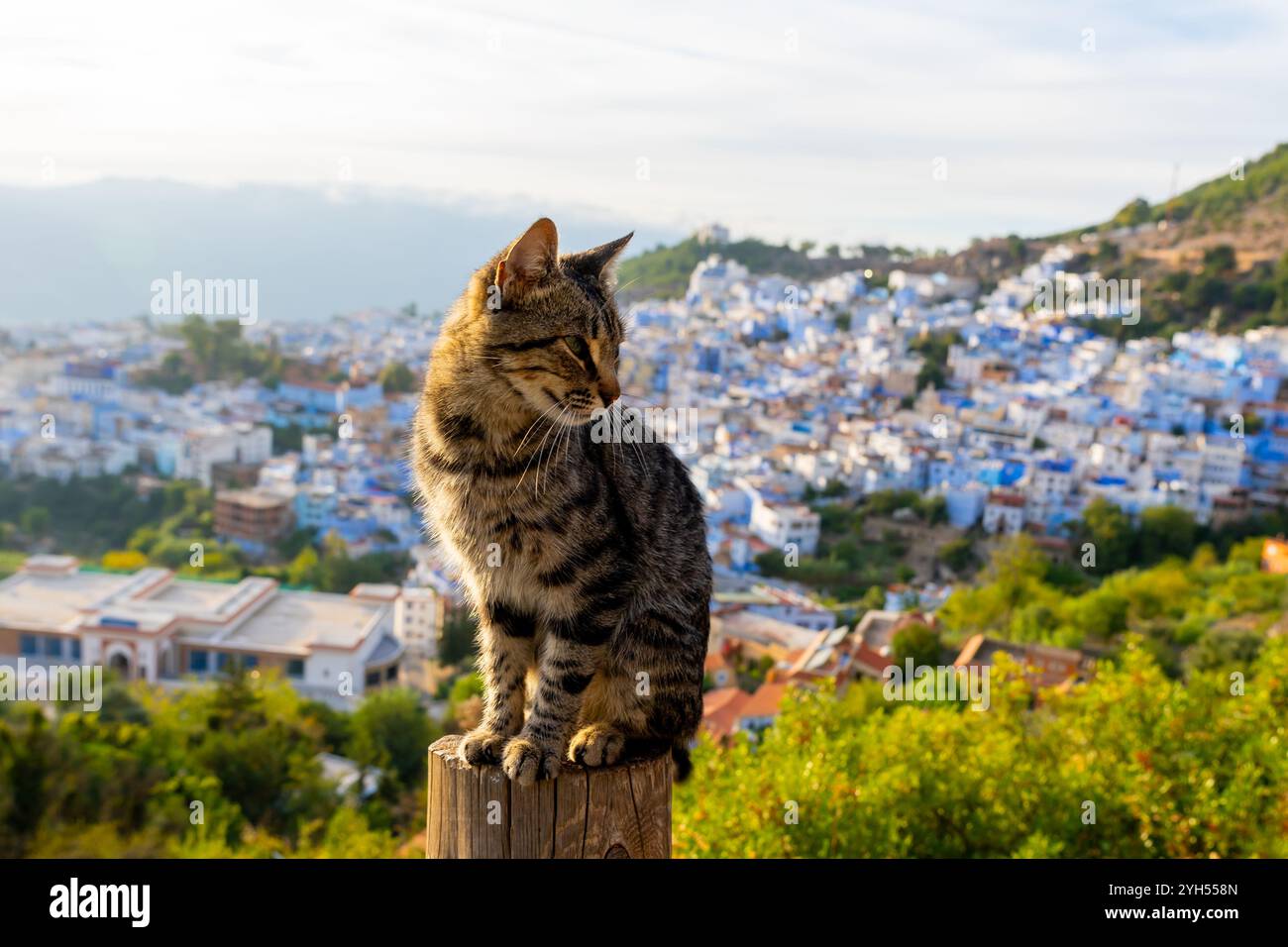 Eine Katze mit Blue City im unscharfen Hintergrund. Chefchaouen, Marokko, Afrika. Chefchaouen ist bekannt als die „Blaue Stadt“ und Heimat vieler Katzen. Stockfoto