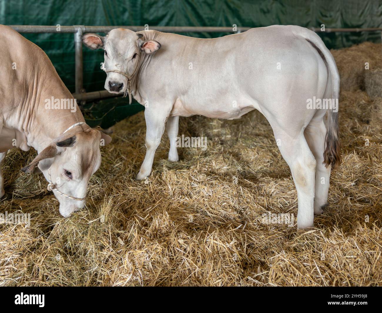 Jungkalbkalb aus der piemontesischen Rinderrasse, bekannt als Fassona für hohe Fleischqualität. Kalb auf einem Strohbett Stockfoto