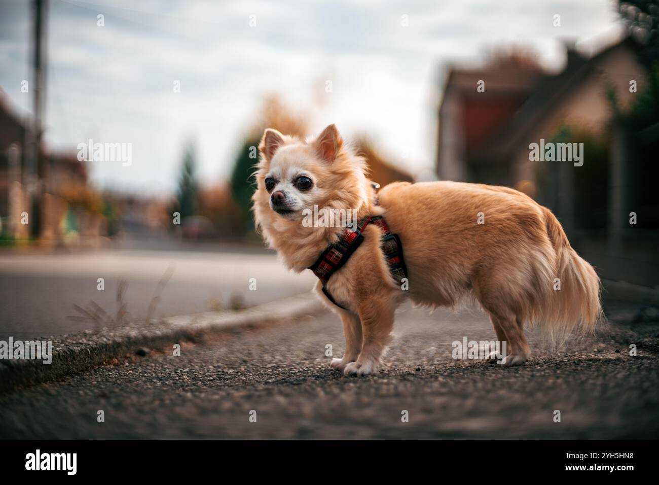 Ein Chihuahua (Canis Lupus familiaris) steht auf einer Straße und beobachtet die Umgebung aufmerksam. Das Bild wird aus einem niedrigen Winkel aufgenommen, in hoher Helligkeit Stockfoto