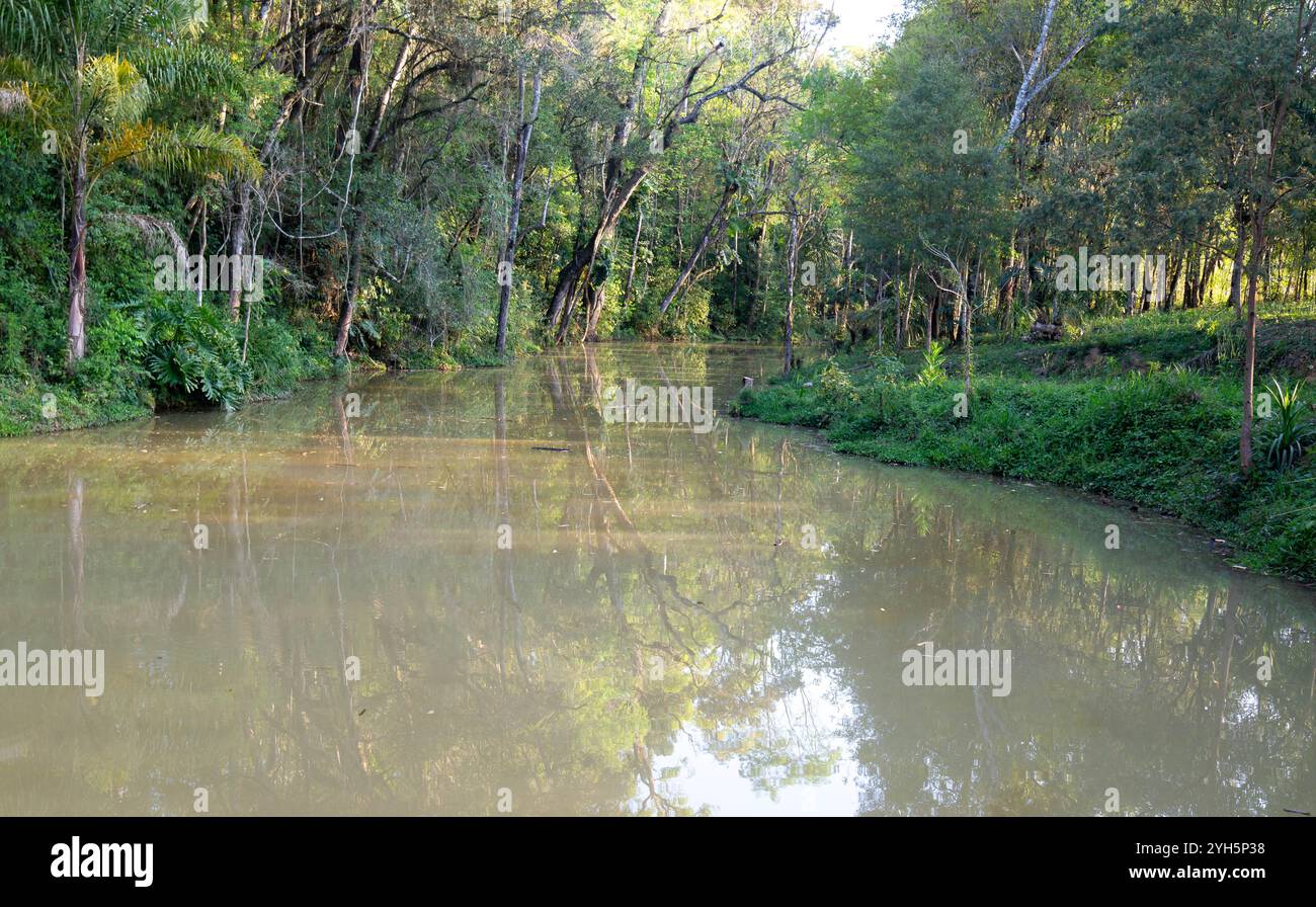 Typisch brasilianische wilde tropische Waldlandschaft Stockfoto