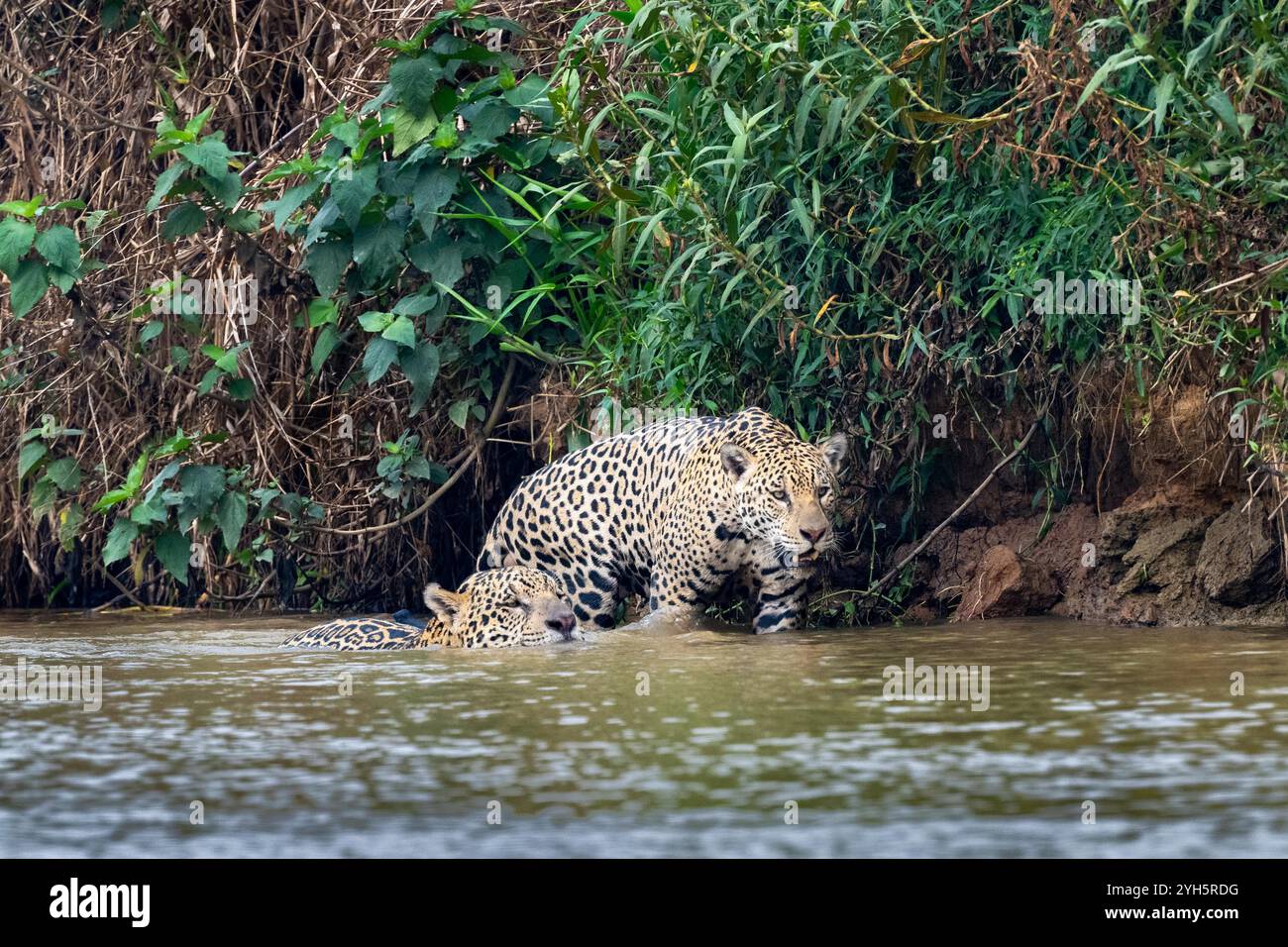 Zwei Jaguar jagen Beute entlang des Cuiaba-Flusses Stockfoto
