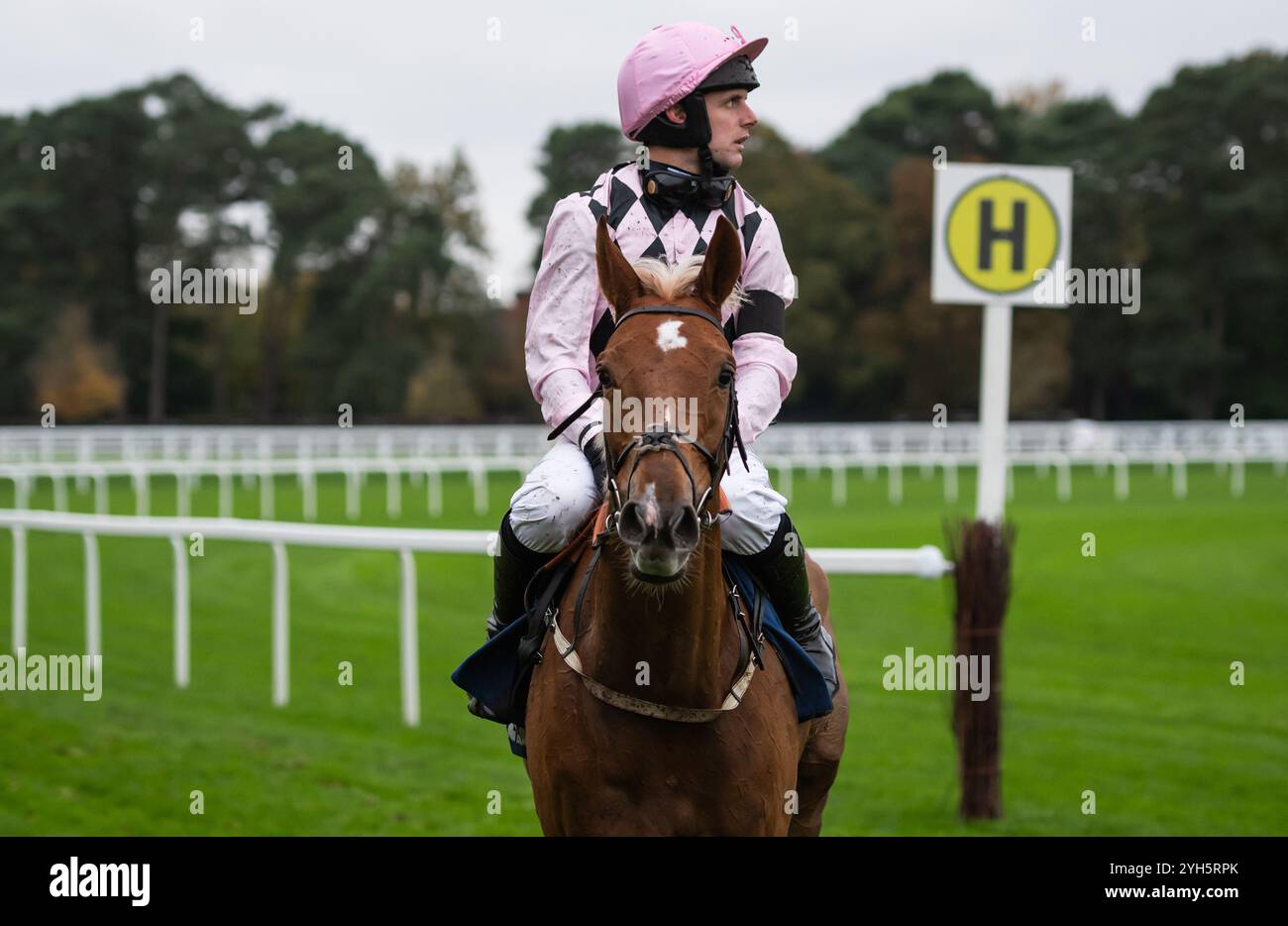 Secret Squirrel und David Bass begeben sich am Samstag, den 2. November 2024 auf die Rennbahn von Ascot Racecourse. Credit JTW equine Images / Alamy. Stockfoto