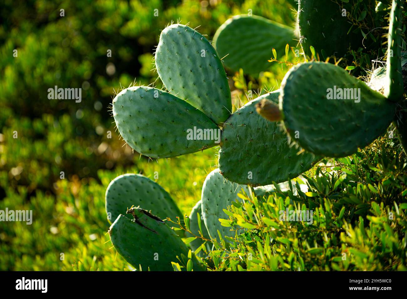 Kakteen- oder Kakteen-Pflanzen. Kaktuspflanzen Dorn. Hintergrundkaktus mit Dornen. Gründornkaktus. Große Kakteen. Exotische Pflanzen. Stockfoto
