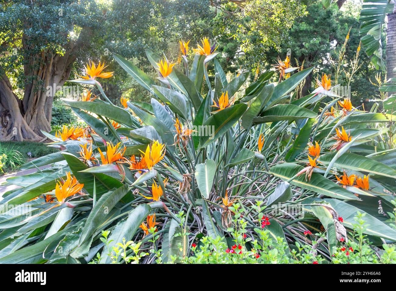 Paradiesvogel (Strelitzia) blüht im Adelaide Botanic Garden, North Terrace, Adelaide, South Australia, Australien Stockfoto