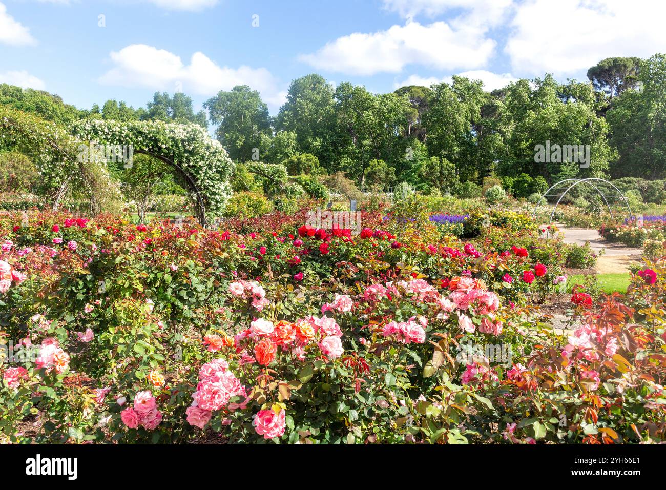 International Rose Garden, Adelaide Botanic Garden, North Terrace, Adelaide, South Australia, Australien Stockfoto