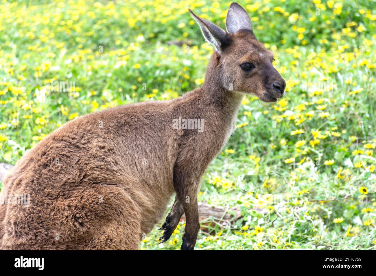 Kangaroo Island Grey Känguru in Kangala Kangaroo and Wildlife Rescue, Hog Bay Road, Kangaroo Island (Karta Pintingga), South Australia, Australien Stockfoto