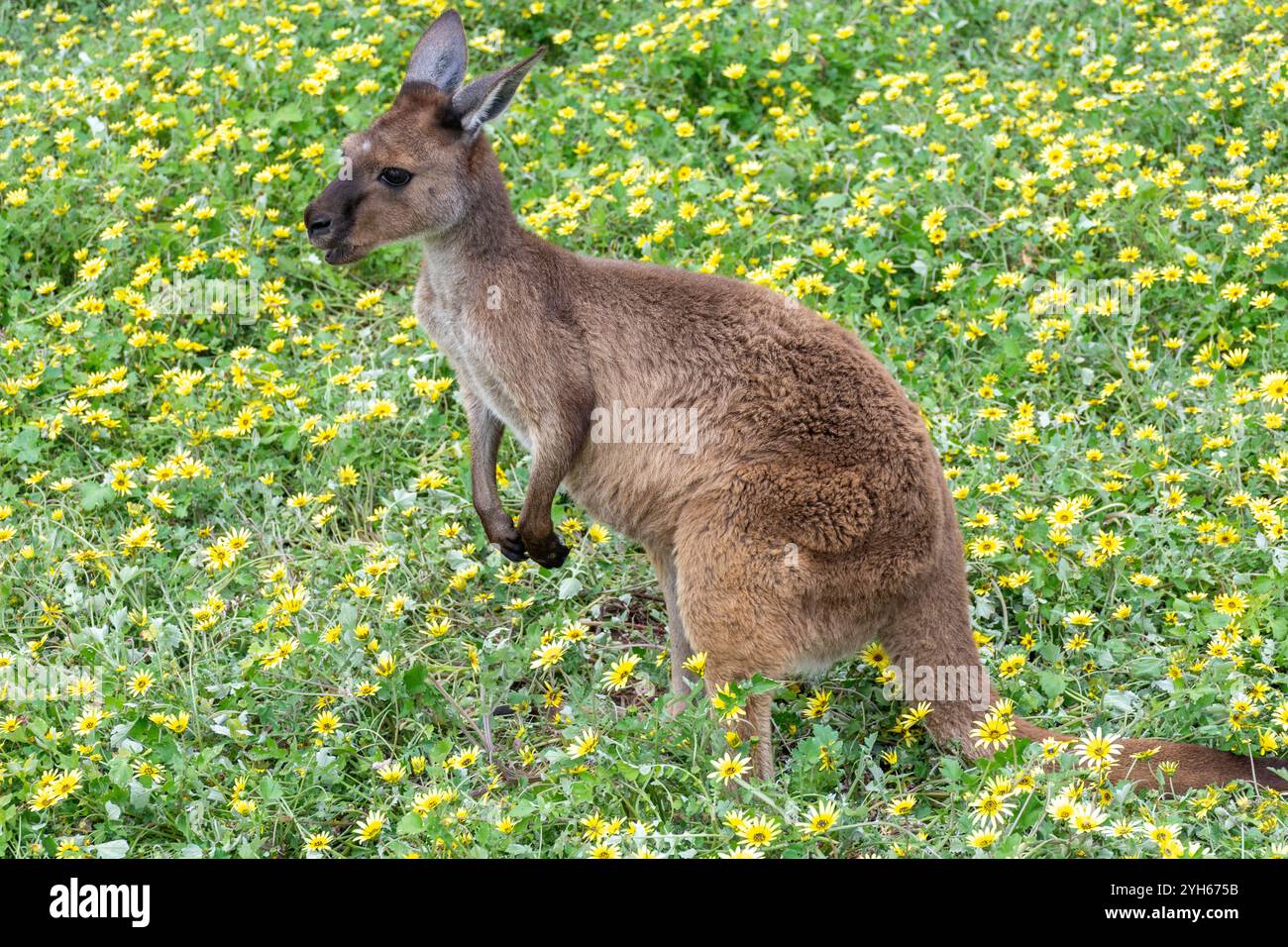 Kangaroo Island Grey Känguru in Kangala Kangaroo and Wildlife Rescue, Hog Bay Road, Kangaroo Island (Karta Pintingga), South Australia, Australien Stockfoto