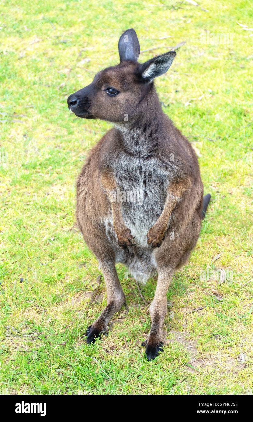 Kangaroo Island Grey Känguru in Kangala Kangaroo and Wildlife Rescue, Hog Bay Road, Kangaroo Island (Karta Pintingga), South Australia, Australien Stockfoto