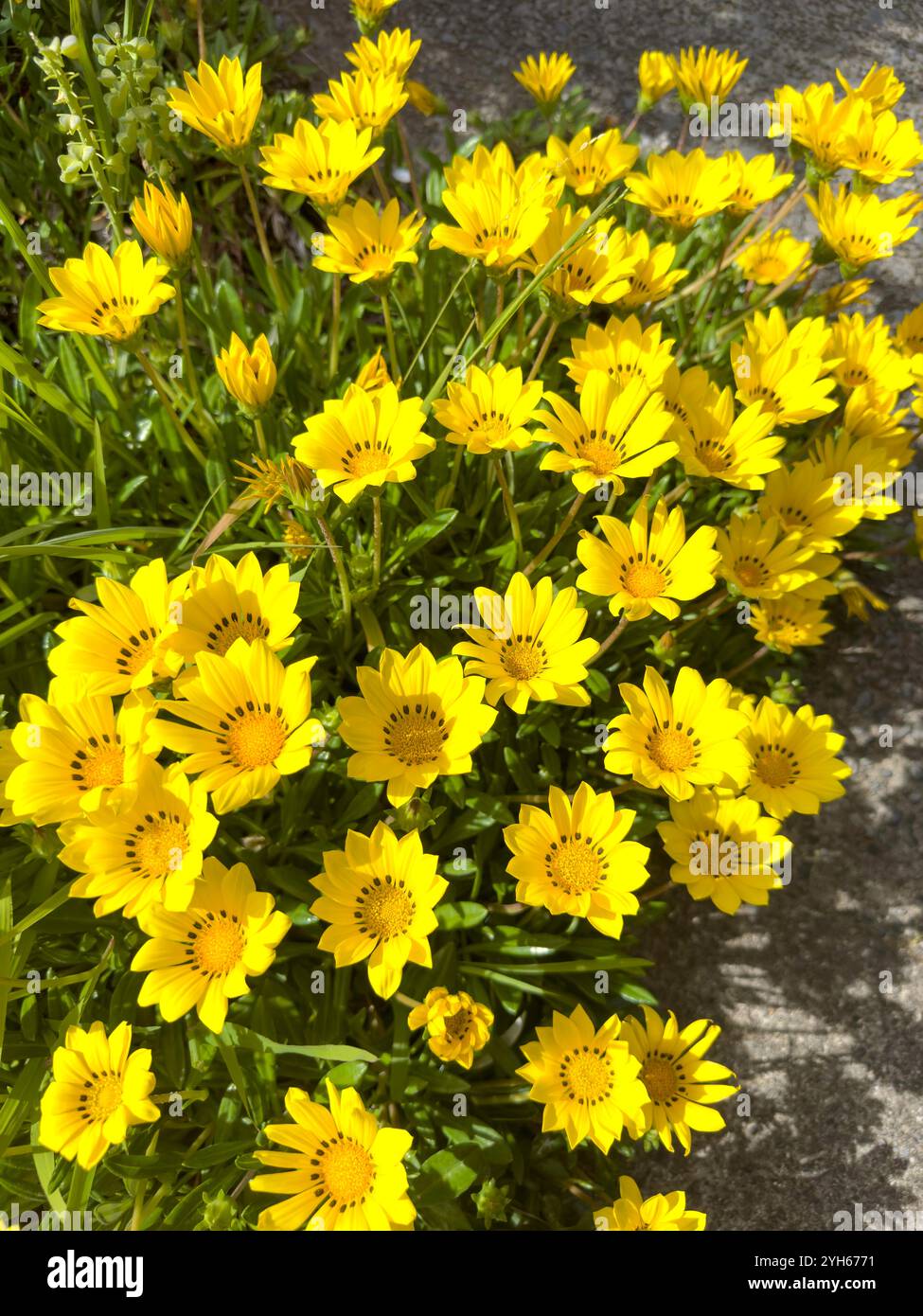 Schatzblume (Gazania Rigens), Kaschmir, Christchurch (Ōtautahi), Canterbury, Neuseeland Stockfoto